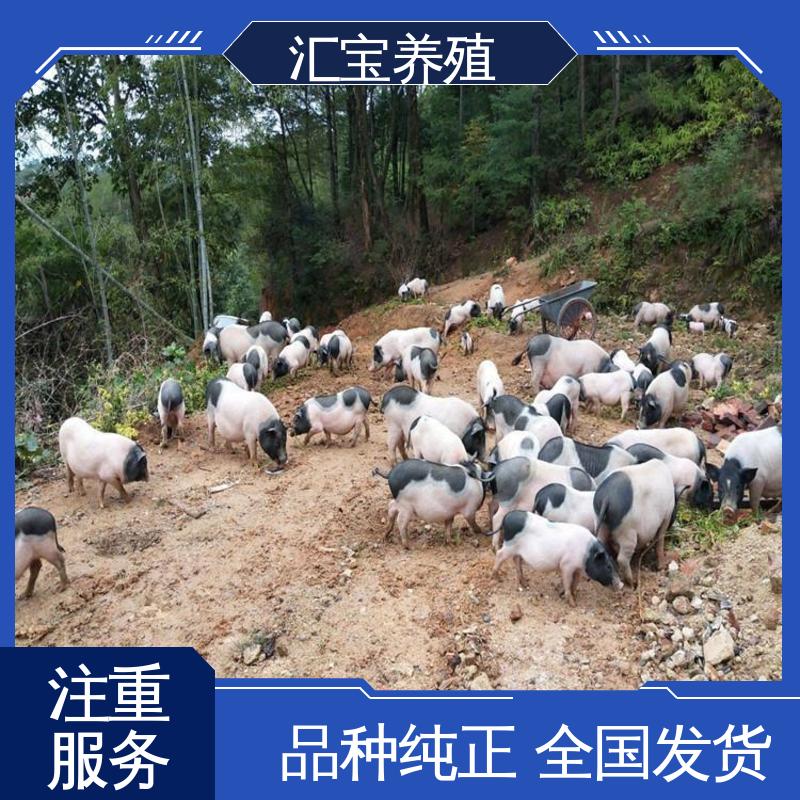 汇宝养殖 上门服务 小体型巴 马香猪 抗病能力强 包健康