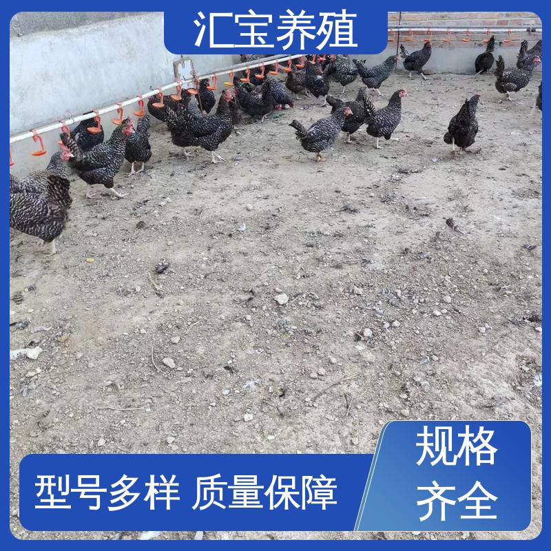  观赏养殖 做种繁殖 包回收包健康 婆罗门鸡苗 景区合作