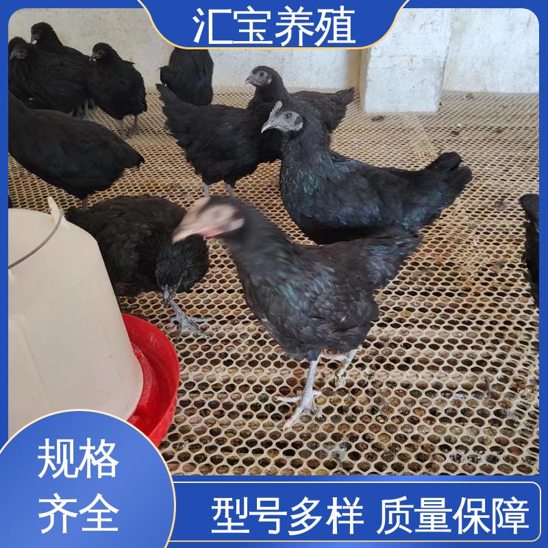 包邮包运输 大红公鸡苗 羽毛鲜亮 6个月产蛋出栏 