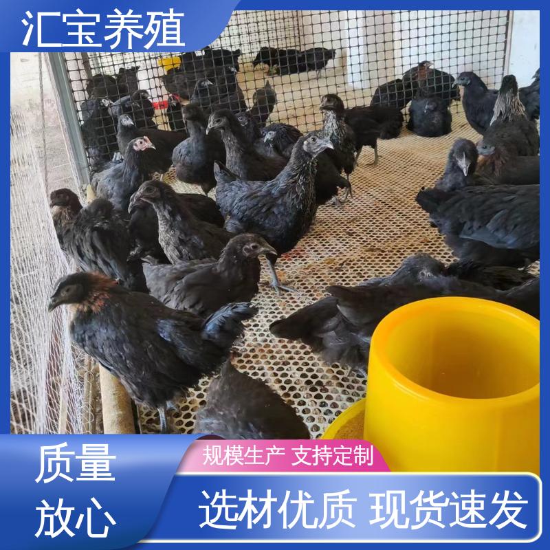  包回收包健康 饲料五谷杂粮 饲养简单 珍珠鸡苗 五黑鸡