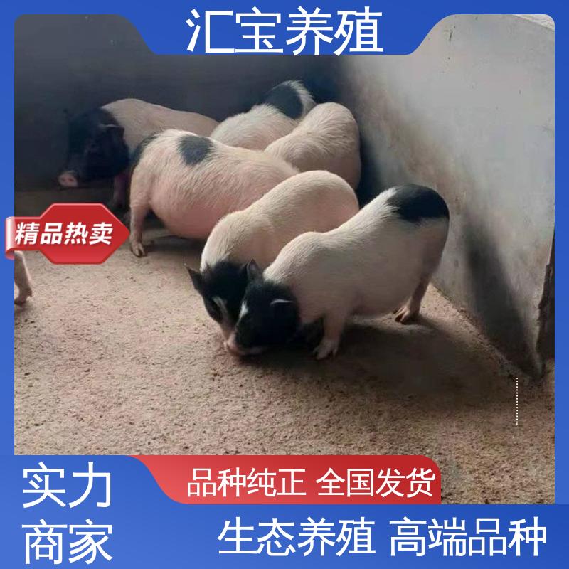 景区合 小体型巴马香猪 不易生病 各种水果都可以吃 