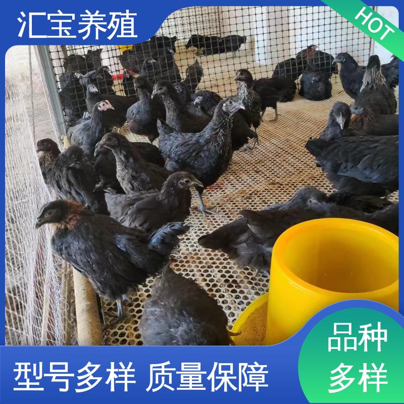 贵妃鸡苗 包回收包健康 饲料五谷杂粮 标本食用 