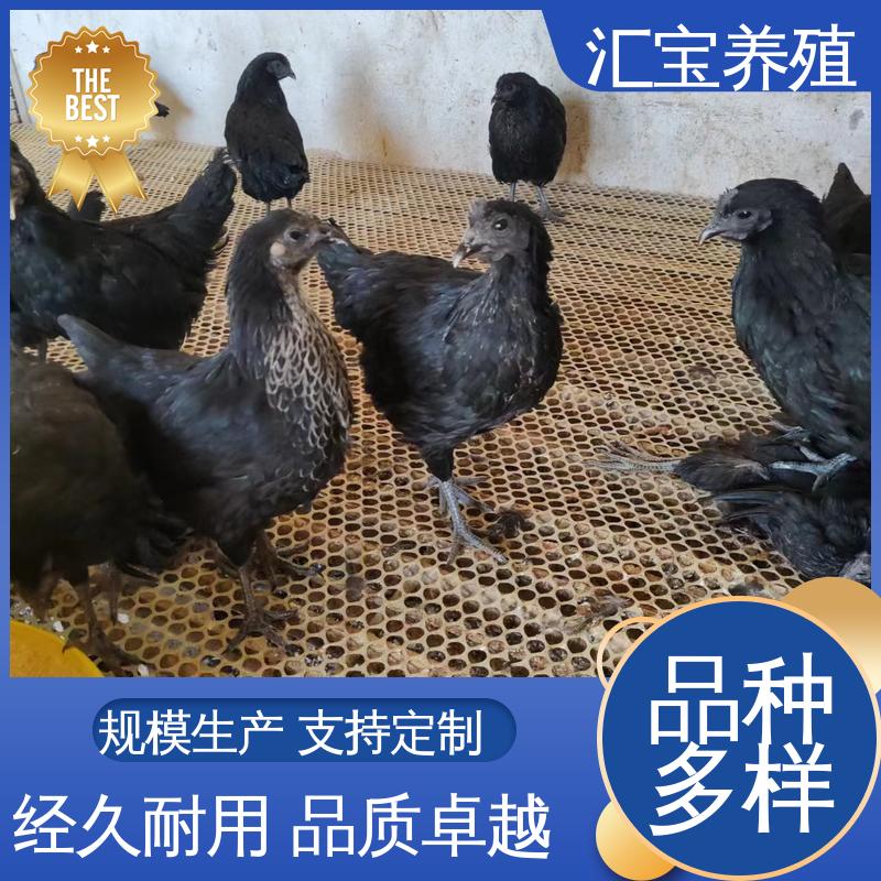 贵妃鸡苗 饲料五谷杂粮 饲养简单 6个月产蛋出栏 