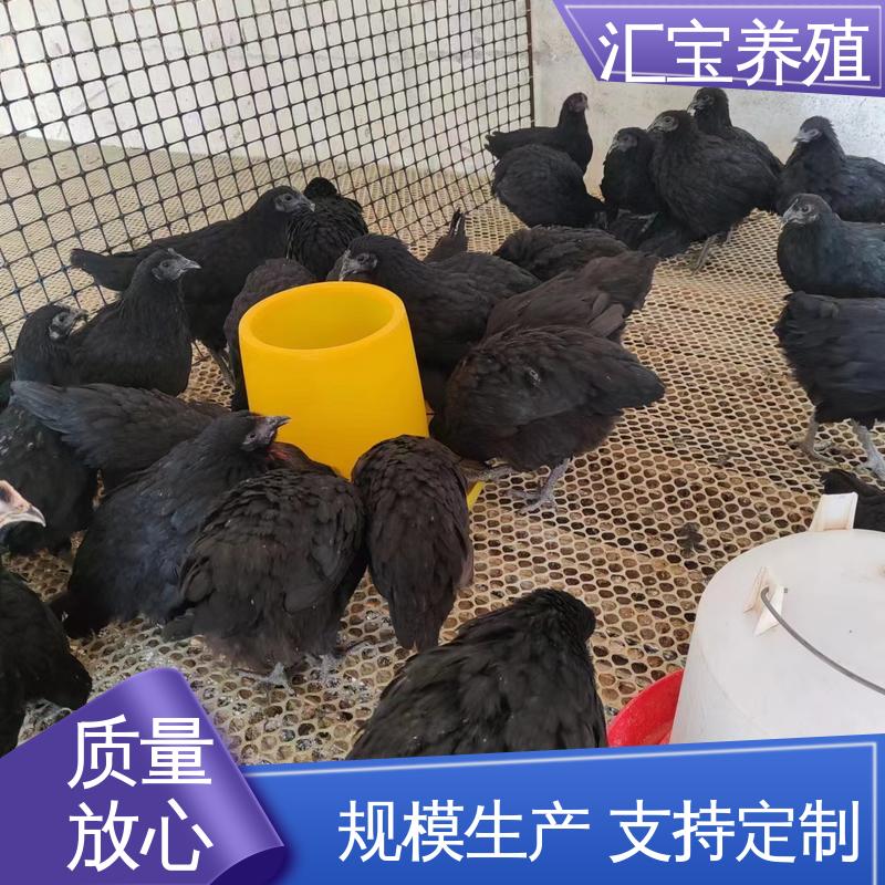  景区合作 珍珠鸡苗 五黑鸡 成年下蛋 6个月产蛋出栏