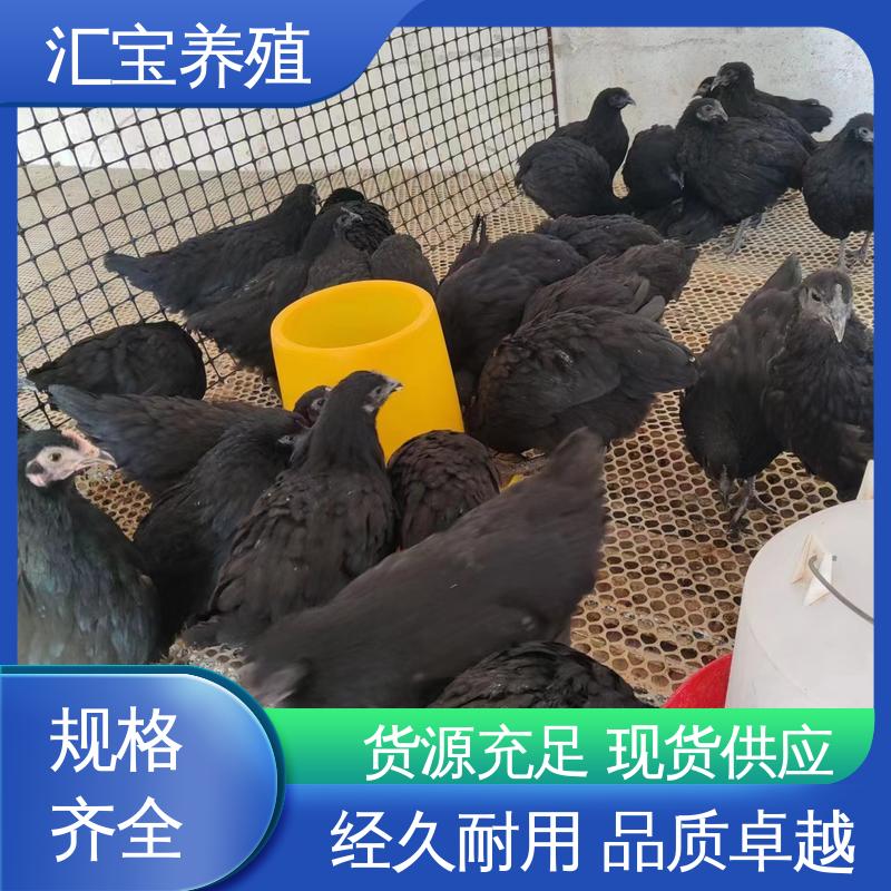 羽毛鲜亮 观赏养殖 做种繁殖 珍珠鸡苗 五黑鸡 孵化场 