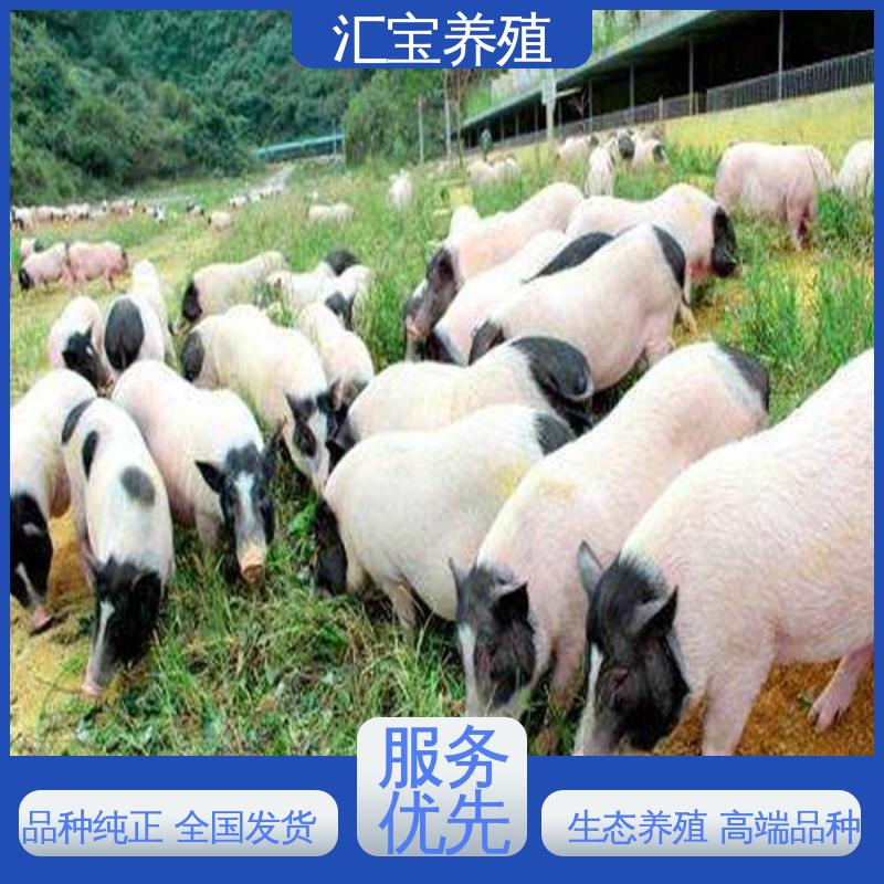  各种水果都可以吃 育肥巴马香猪 一只起发 快速发货