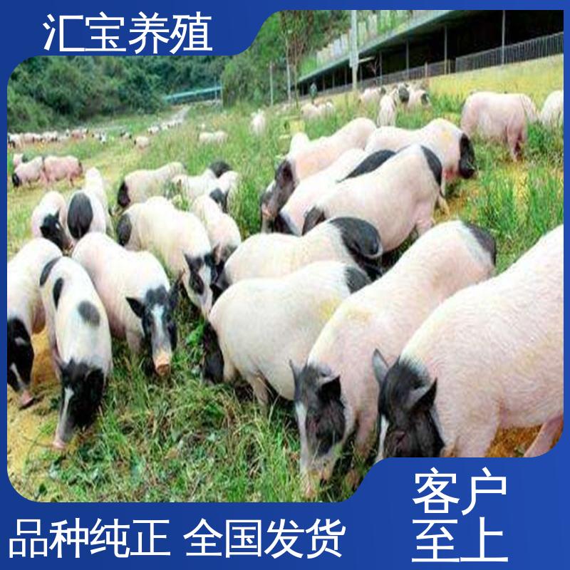  各种水果都可以吃 育肥巴马香猪 生态养殖 不易生病