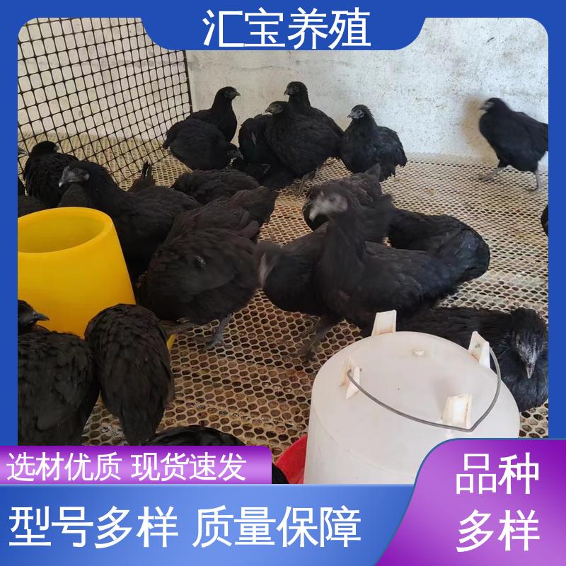 汇宝养殖 婆罗门鸡苗 允许个人饲养 低成本高回收