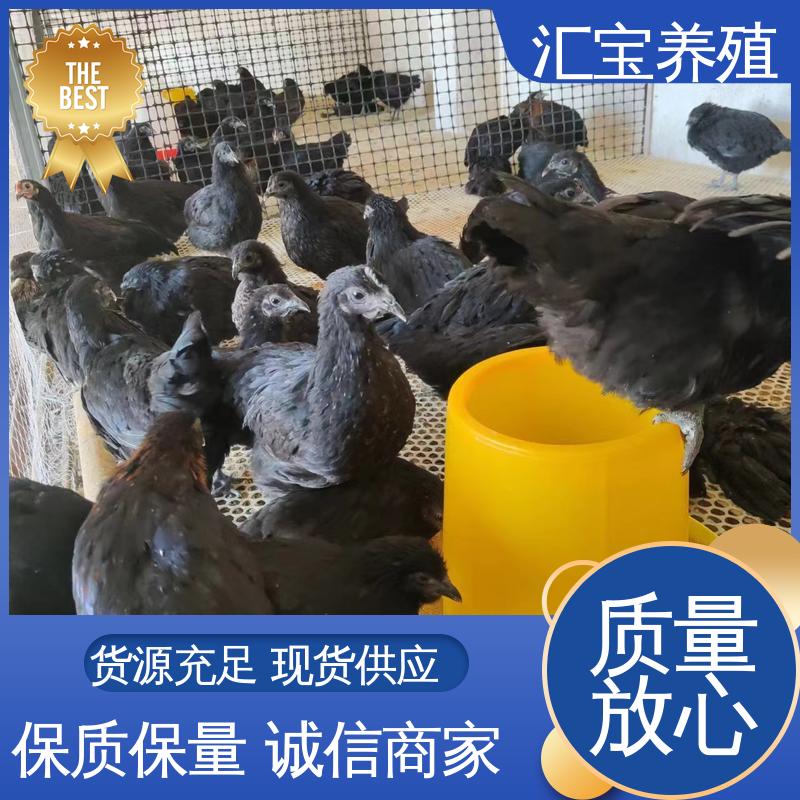 汇宝养殖 七彩山鸡苗 种鸡蛋产蛋率高 实地考察
