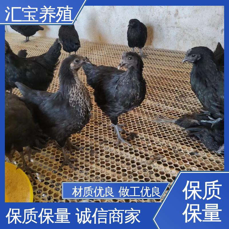 汇宝养殖 大红公鸡苗 允许个人饲养 包回收包健康