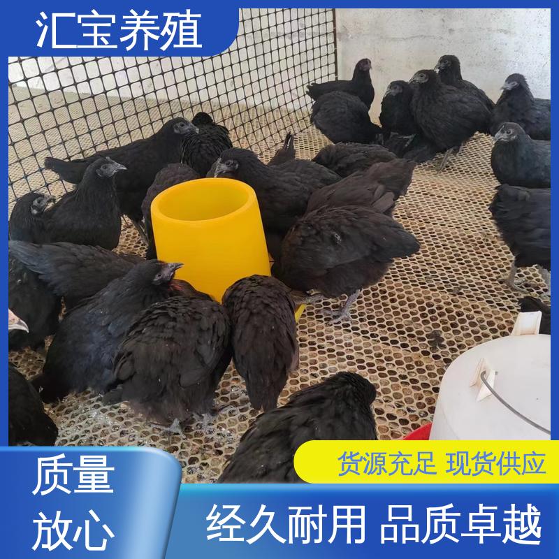汇宝养殖 大红公鸡苗 种鸡蛋产蛋率高 包回收包健康