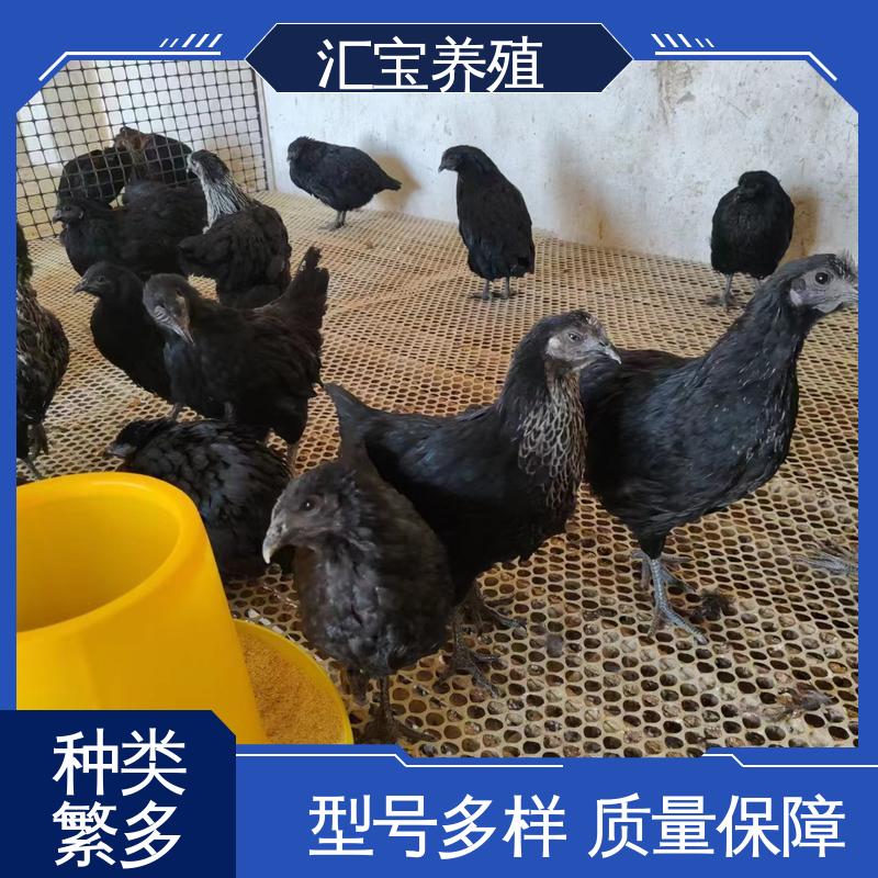 汇宝养殖 芦花鸡苗 种鸡蛋产蛋率高 低成本高回收