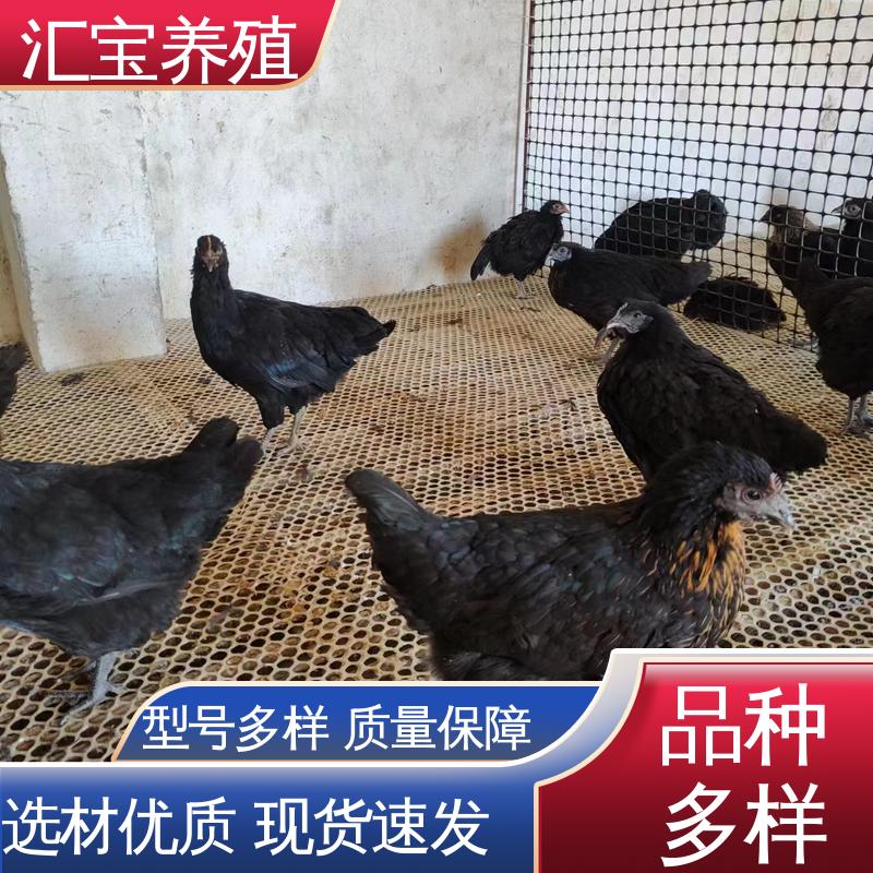 汇宝养殖 绿壳蛋鸡鸡苗 种鸡蛋产蛋率高 包回收