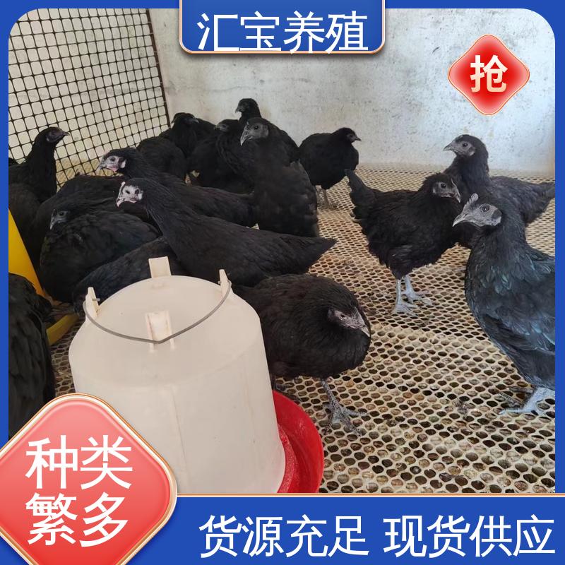汇宝养殖 绿壳蛋鸡鸡苗 高端品种 6个月产蛋出栏