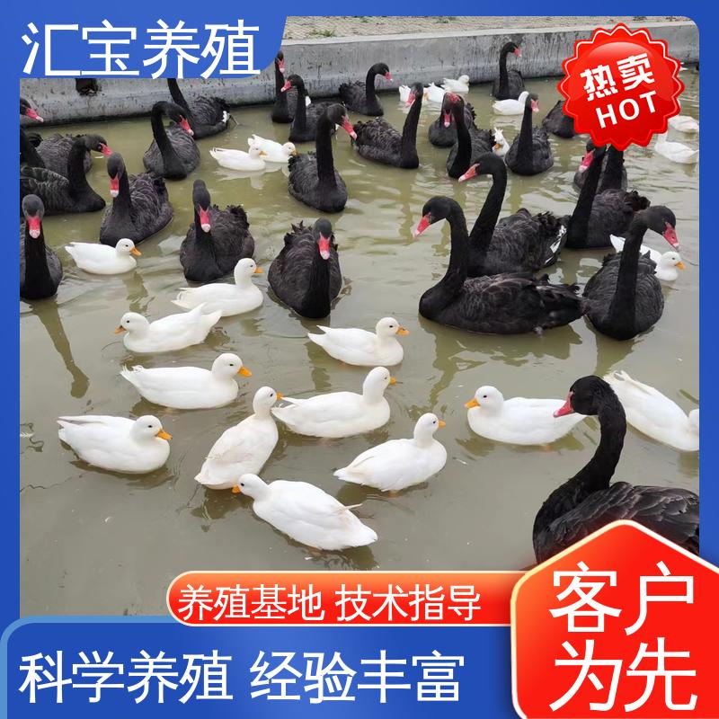 汇宝养殖 高端品种 两年初产黑天鹅 一只起发 四肢长度适中 不易生病