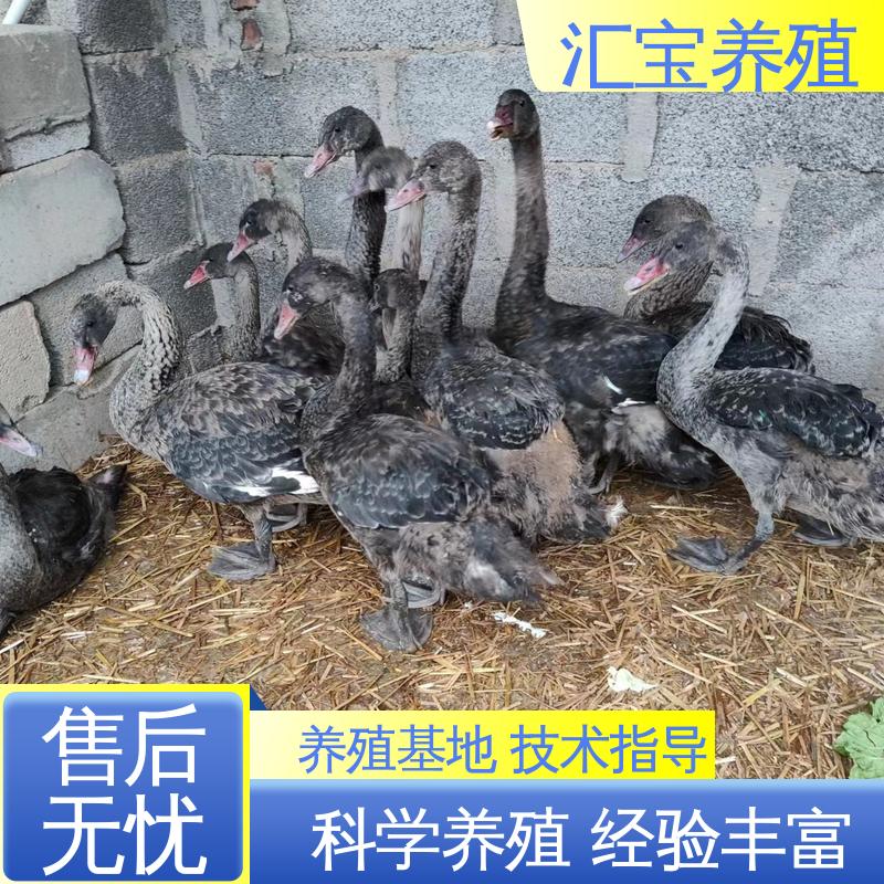 汇宝养殖 高端品种 家养黑天鹅 成长速度快 一窝多只 提供技术指导