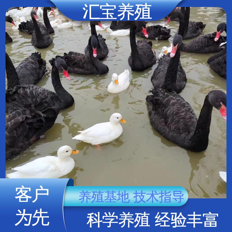 汇宝养殖 高端品种 两年初产黑天鹅 体型优美 动物园改良 实地引种考察