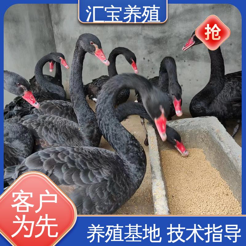 汇宝养殖 品种纯正 黑天鹅 一只起发 四肢长度适中 包回收包健康