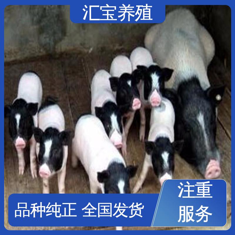 汇宝养殖 可圈养可家养 纯种巴 马香猪 不易生病 肉的特点