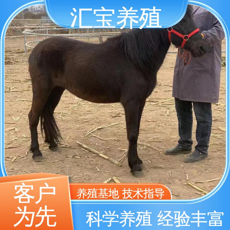 汇宝养殖 喂养方法 德 保矮马 一只起发 实地引种考察