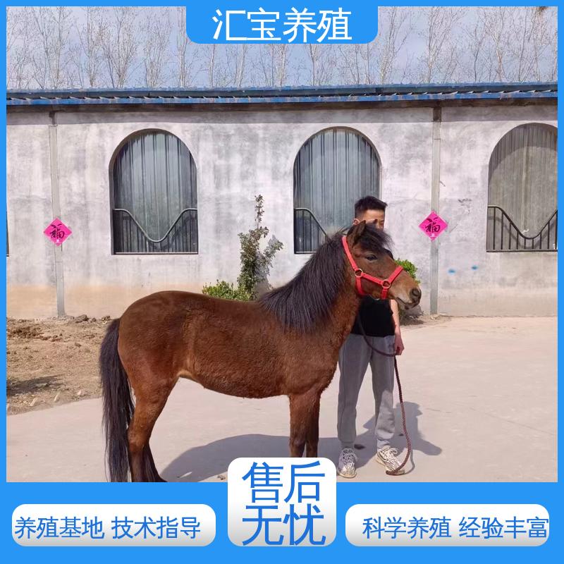 汇宝养殖 各种水果都可以吃 宠物矮马 马术俱乐部 实地引种考察