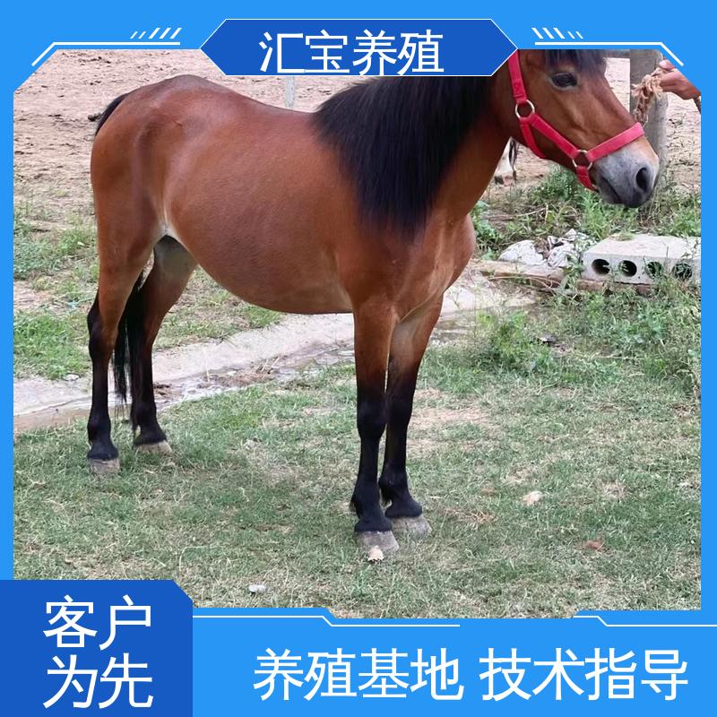 汇宝养殖 高端品种 德 保矮马 包邮包运输 实地引种考察