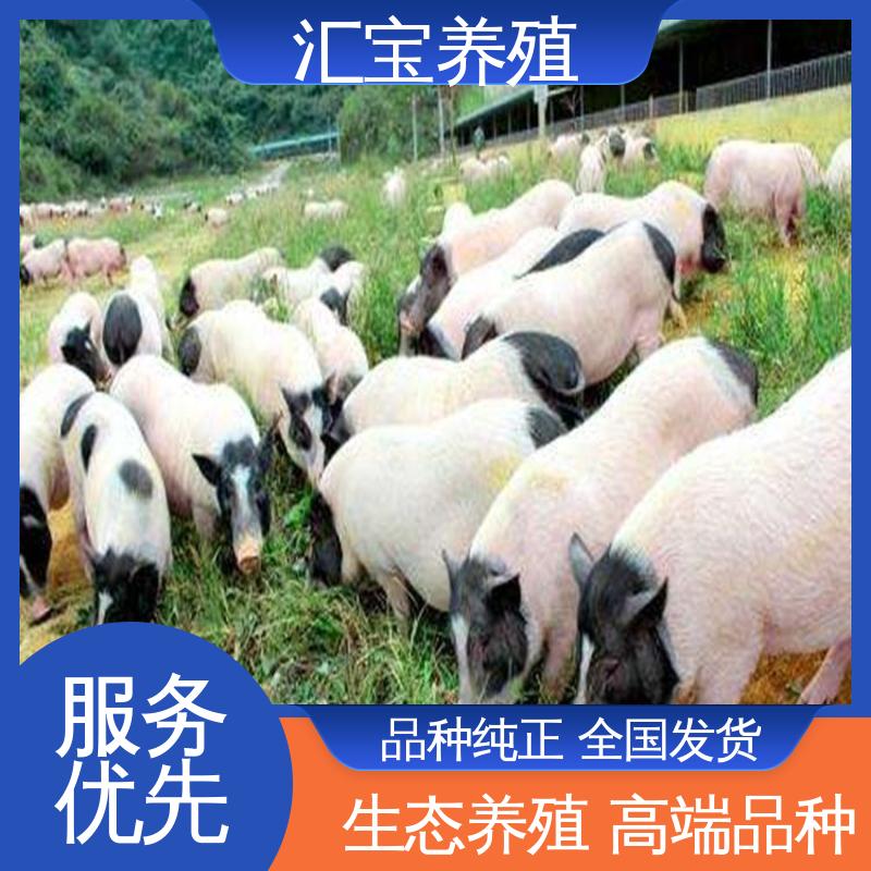 汇宝养殖 可圈养可家养 育肥巴 马香猪 抗病能力强 包回收