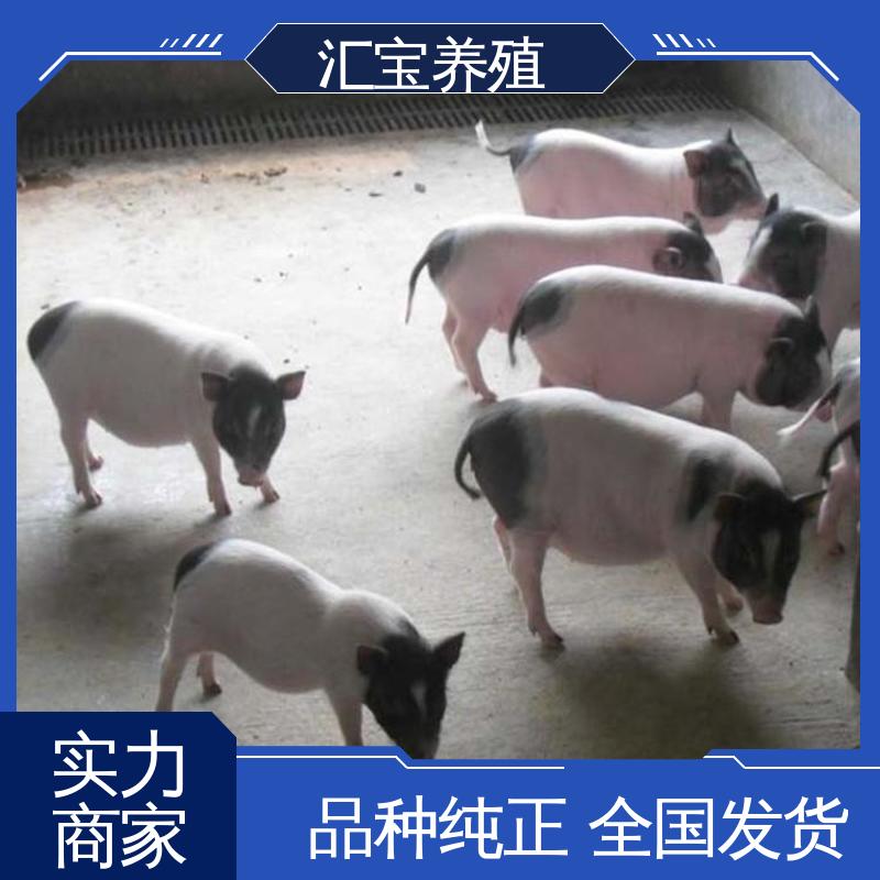 汇宝养殖 上门服务 精品小香猪 品种繁多 肉的特点