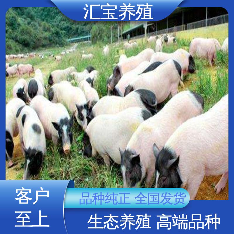 汇宝养殖 喂养简单 纯种巴 马香猪 不易生病 零售价