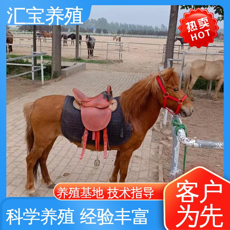 汇宝养殖 各种水果都可以吃 德 保矮马 包邮包运输 实地引种考察