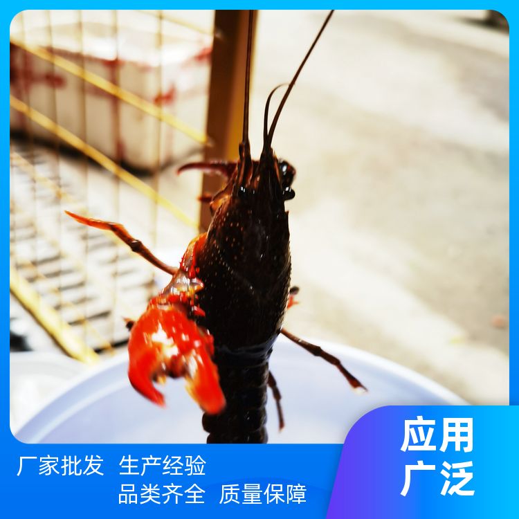 麻辣蒜泥龙虾调味料有香辣龙虾回味膏辣卤料包小龙虾调料 免费打粉 