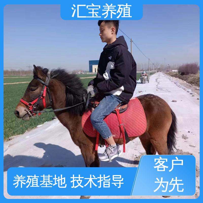 汇宝养殖 高端品种 进口矮马设特兰 景区观赏乘骑 提供技术指导