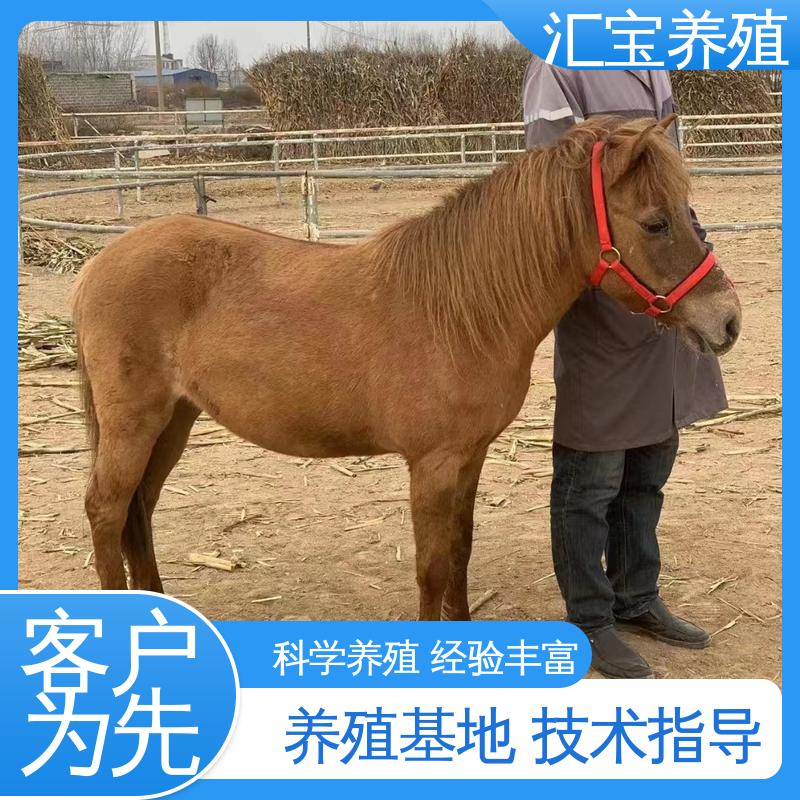 汇宝养殖 饲料五谷杂粮 袖珍迷你矮马 马术俱乐部 提供技术指导