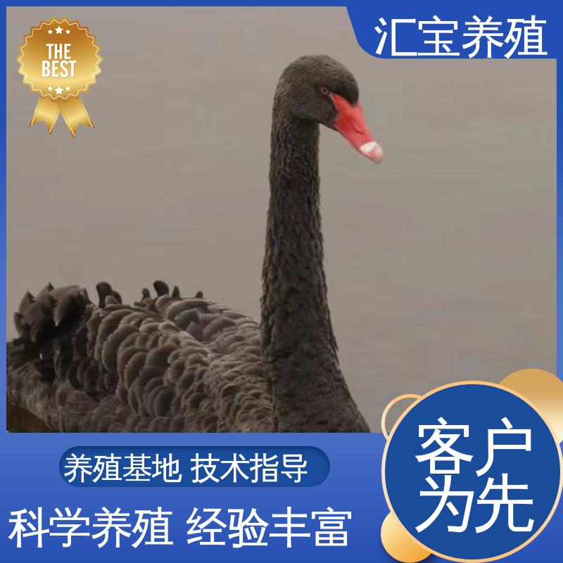汇宝养殖 品种纯正 观赏黑天鹅 体型优美 动物园改良 提供技术指导