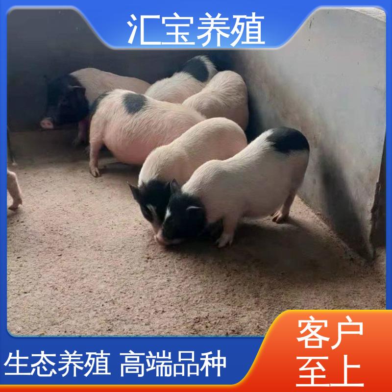 汇宝养殖 上门服务 育肥巴 马香猪 可以自提 厂家供应