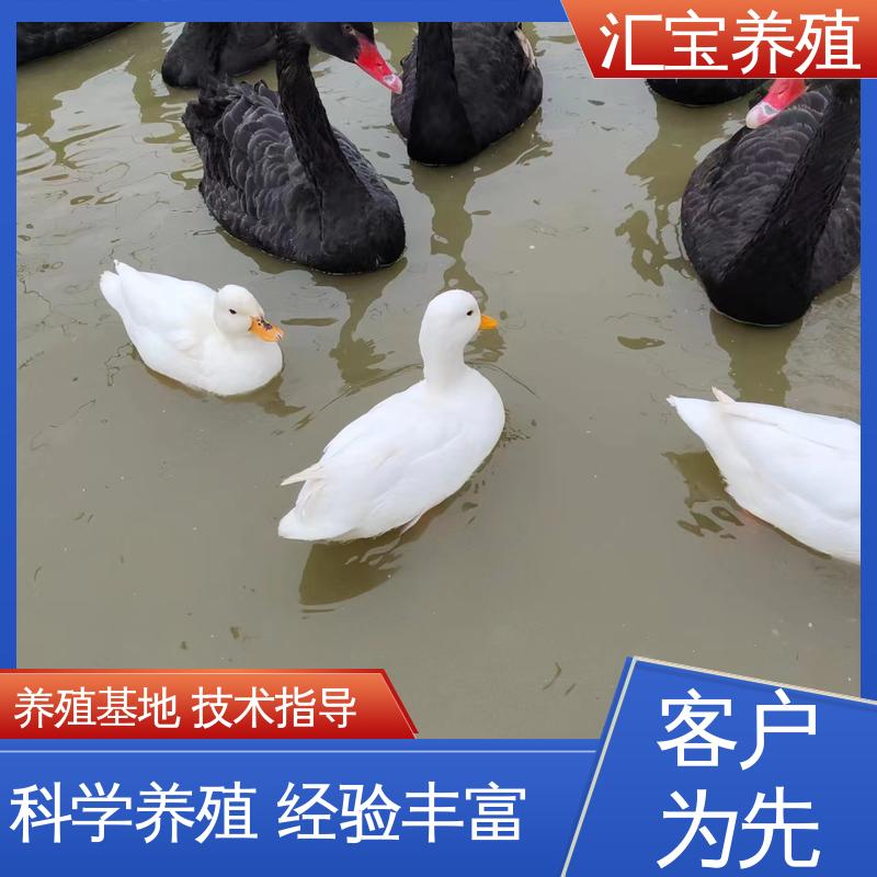 汇宝养殖 喂养方法 观赏黑天鹅 一只起发 四肢长度适中 包回收包健康