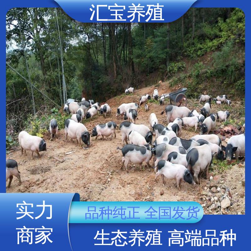 汇宝养殖 饲料五谷杂粮 育肥巴 马香猪 成年大猪均可出栏 景区观赏
