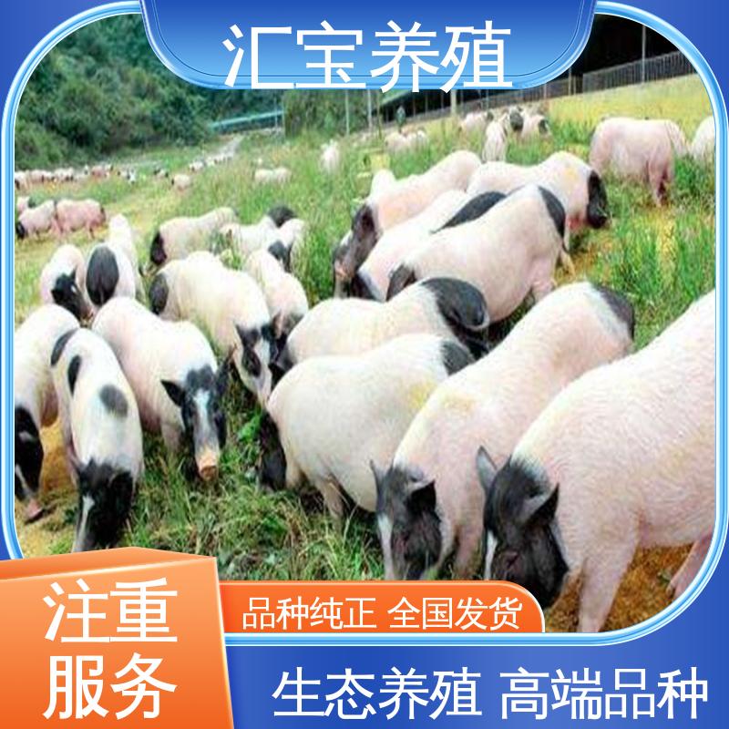 汇宝养殖 允许个人饲养 迷你巴 马香猪 各种水果都可以吃 景区合作
