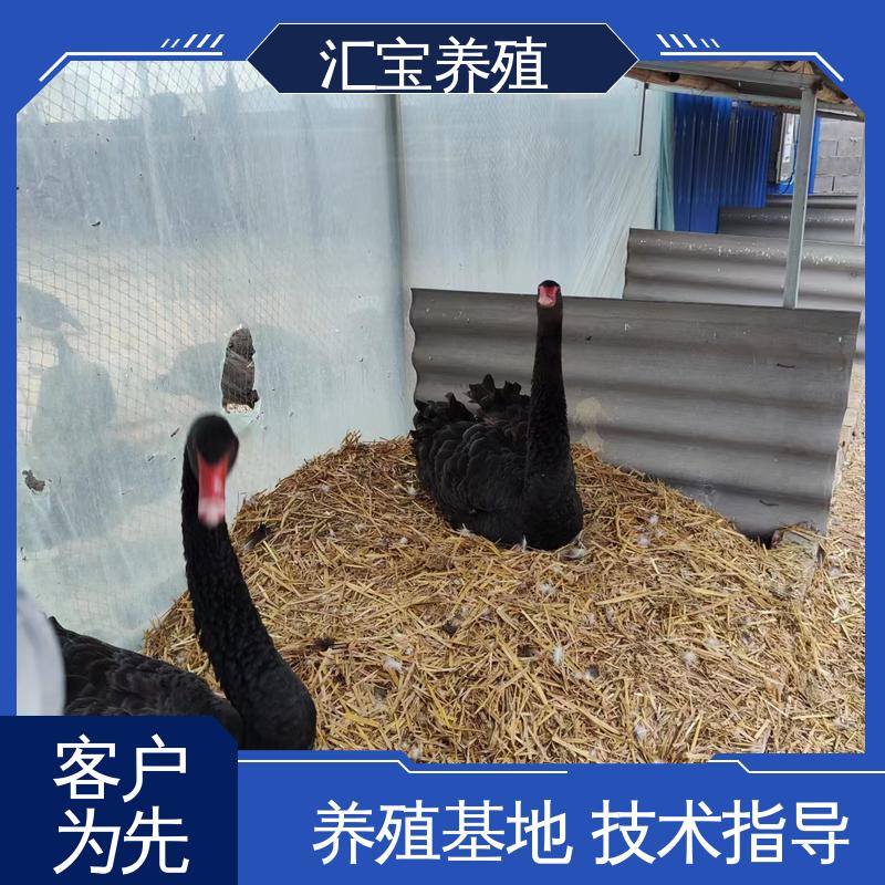 汇宝养殖 高端品种 两年初产黑天鹅 成长速度快 一窝多只 提供技术指导