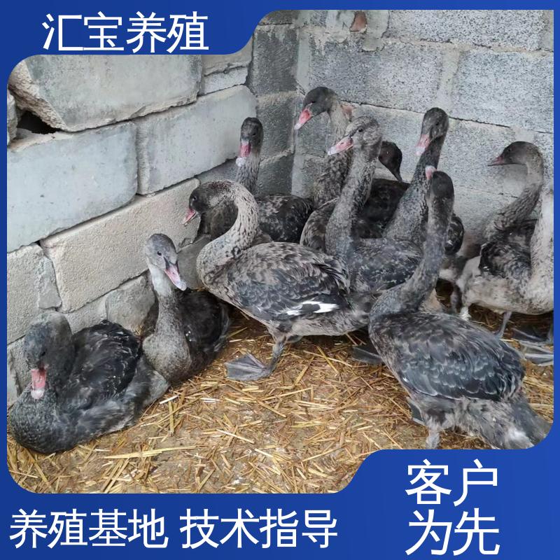 汇宝养殖 高端品种 一年青年黑天鹅 包邮包运输 实地引种考察