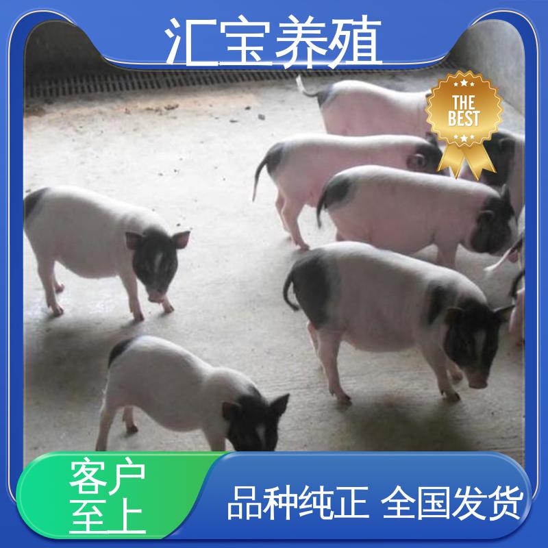 汇宝养殖 散养宠物 纯种巴 马香猪 包邮包运输 实地引种考察