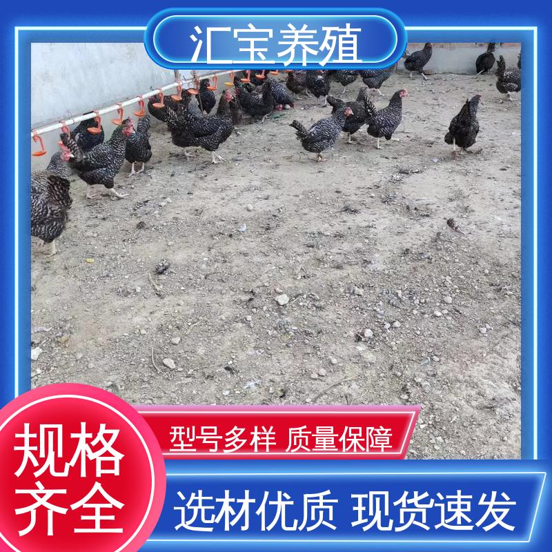 汇宝养殖 菜鸡鸡苗 允许个人饲养 包回收包健康