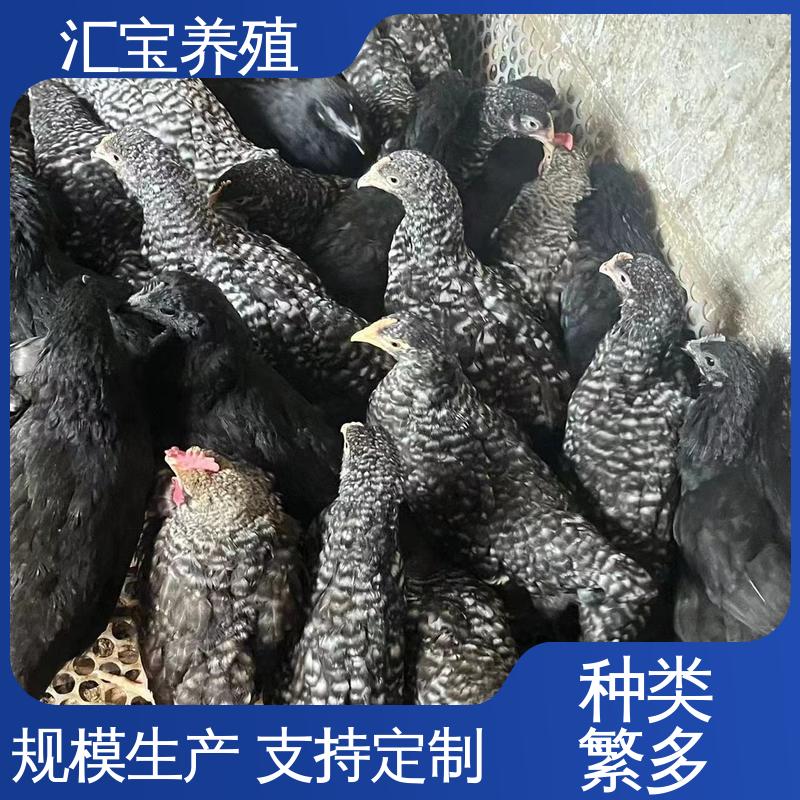 汇宝养殖 五黑鸡鸡苗 产蛋速度快 包回收包健康