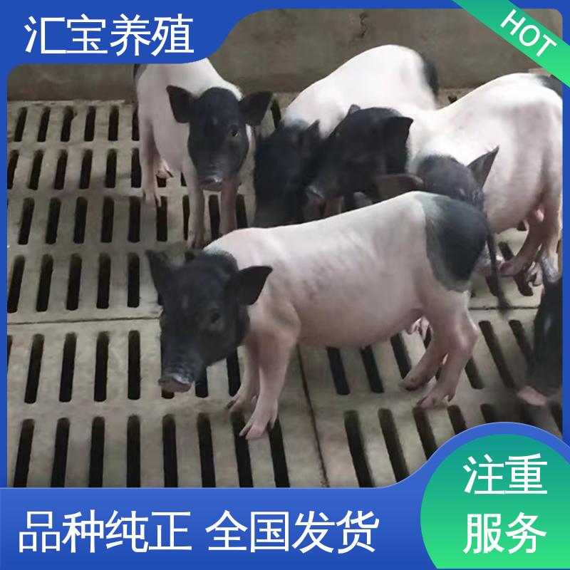 汇宝养殖 喂养简单 育肥巴 马香猪 成年大猪均可出栏 景区合作