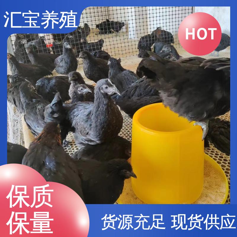 汇宝养殖 婆罗门鸡苗 包邮包运输 6个月产蛋出栏