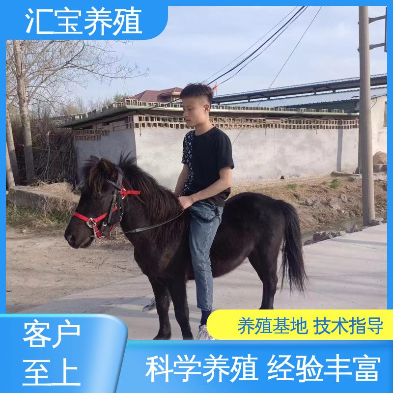 汇宝养殖 喂养方法 小矮马 景区观赏 提供技术指导