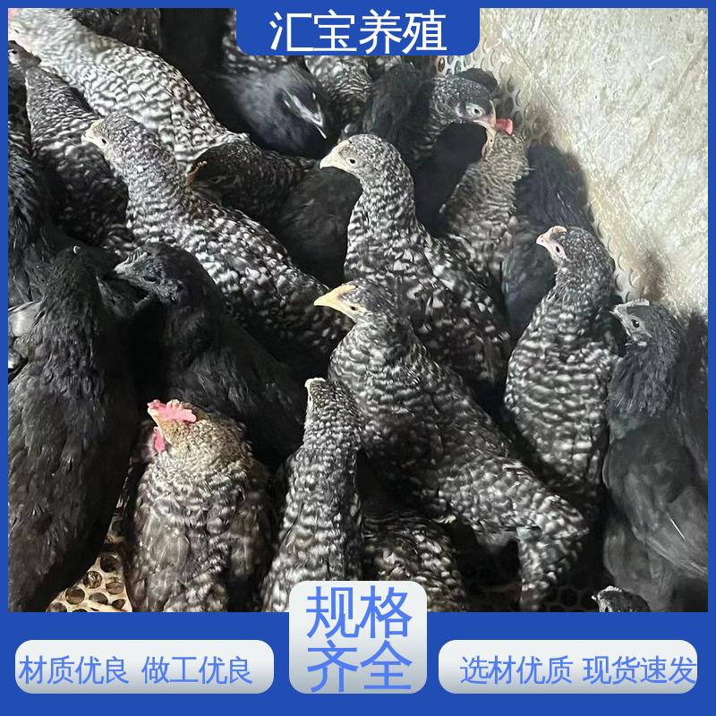 汇宝养殖 青脚麻鸡苗 种鸡蛋产蛋率高 实地考察