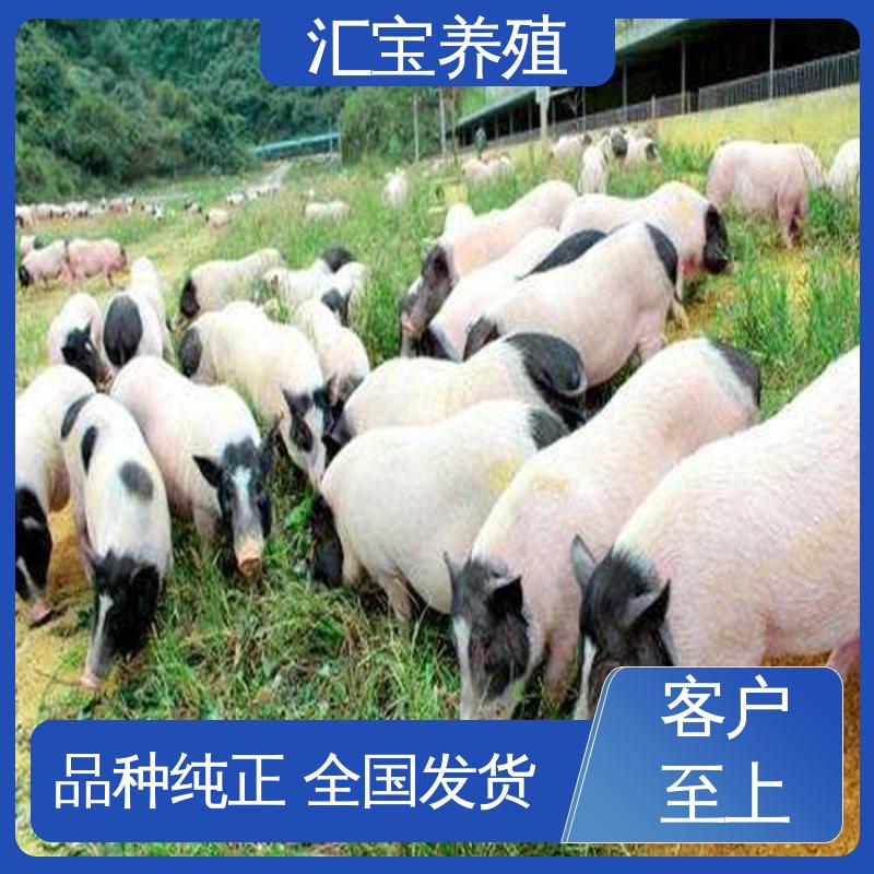 汇宝养殖 高端品种 纯种巴 马香猪 不易生病 景区合作