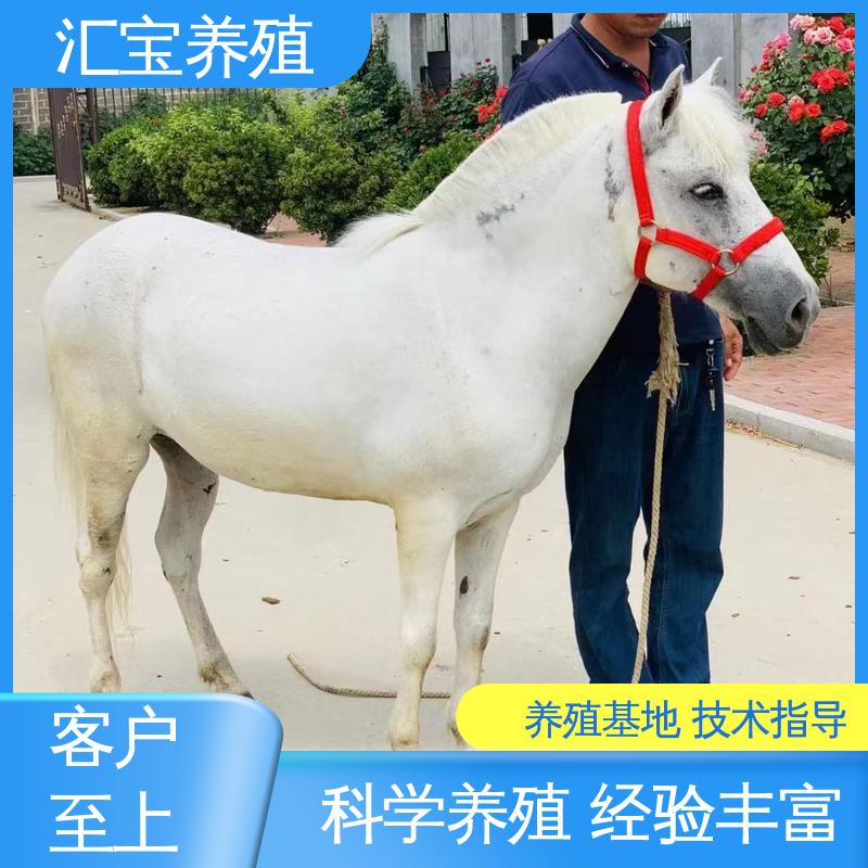 汇宝养殖 喂养方法 袖珍迷你矮马 景区观赏乘骑 提供技术指导
