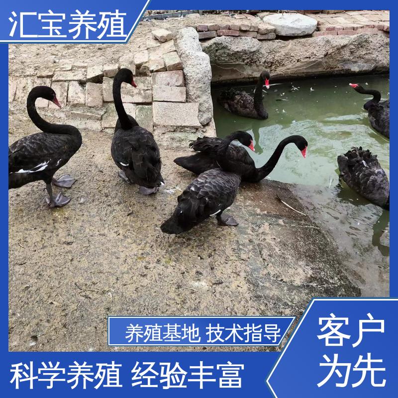 汇宝养殖 喂养方法 成年黑天鹅活体 抗病能力强 包回收包健康